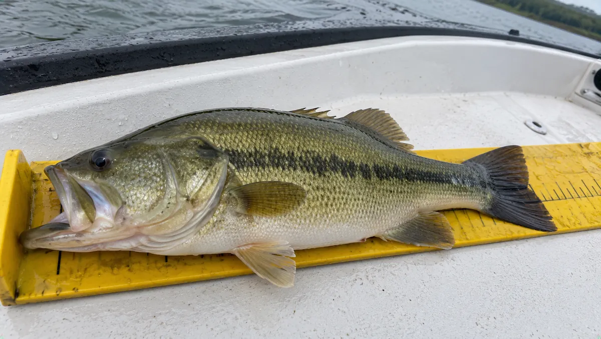 Como pescar black bass: exemplar sobre uma régua de medição, com a boca que passa da linha do olho e a faixa escura no flanco