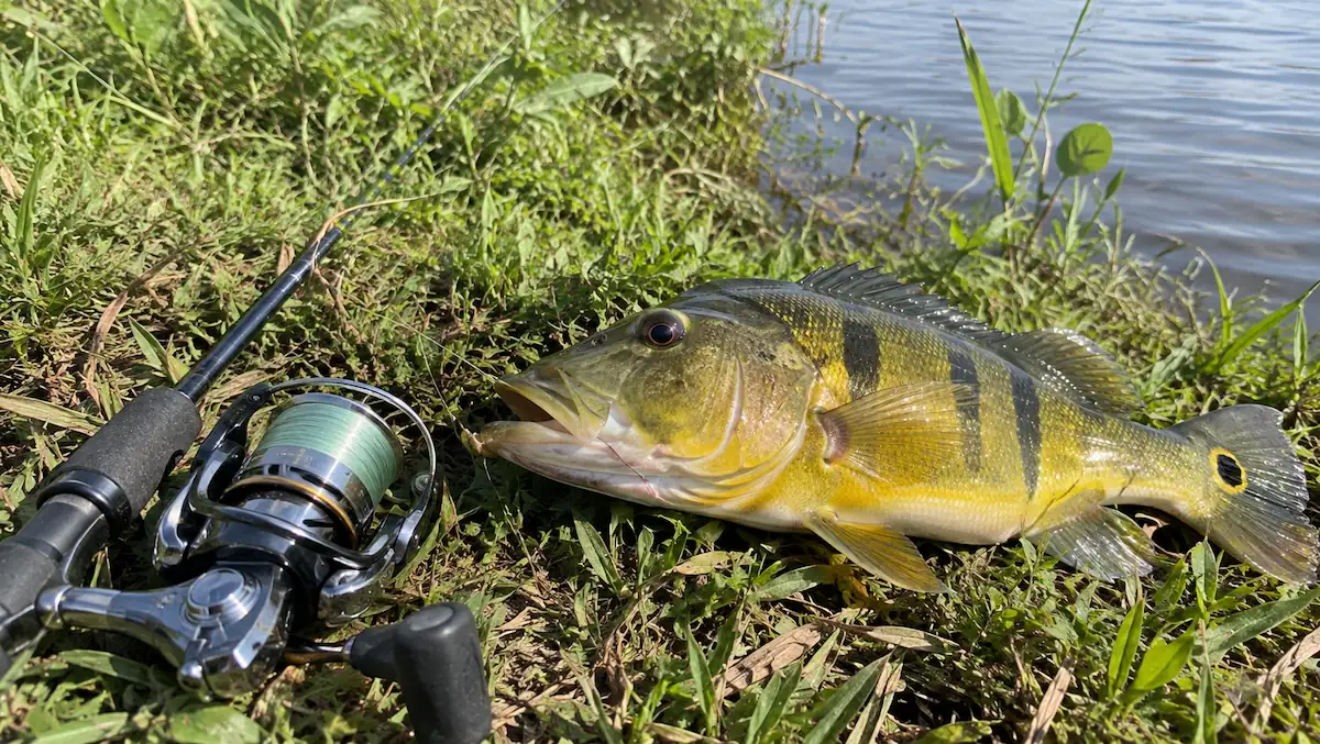Linha de pesca 0,30 aguenta quantos quilos: carretel com linha 0,30mm ao lado de um tucunaré fisgado
