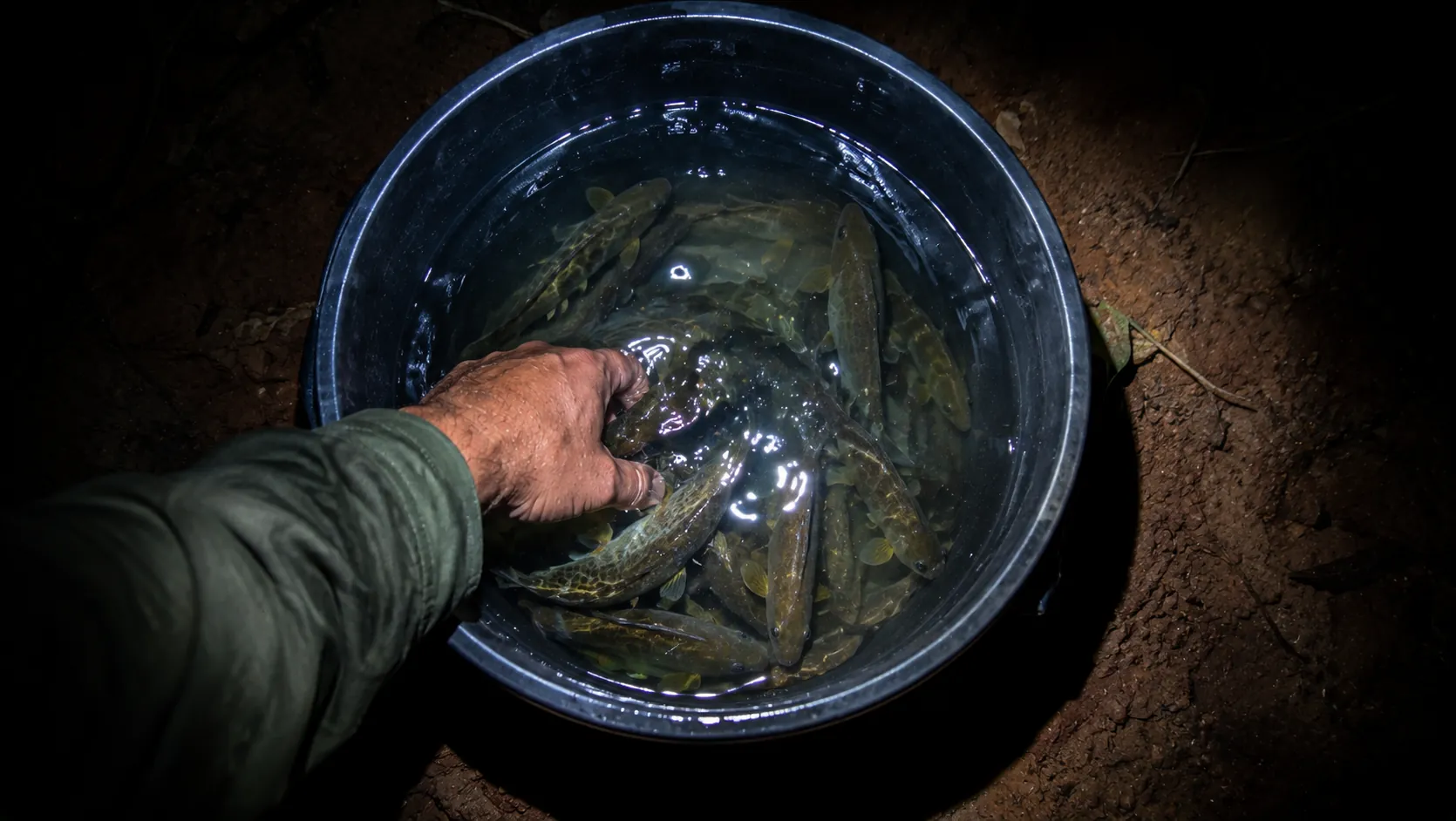 Balde com iscas vivas iluminado pela lanterna de cabeça, na pesca noturna de pintado