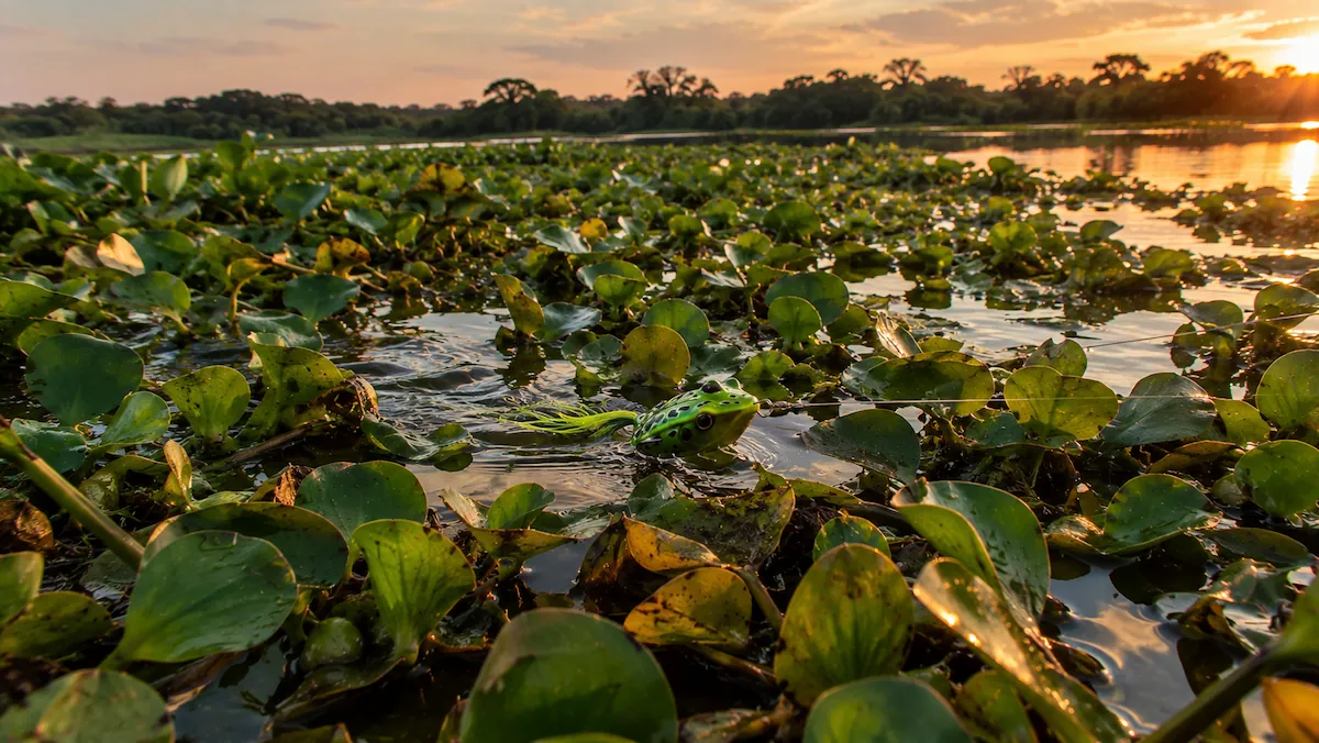 Isca frog atravessando camada de aguapé sem enroscar