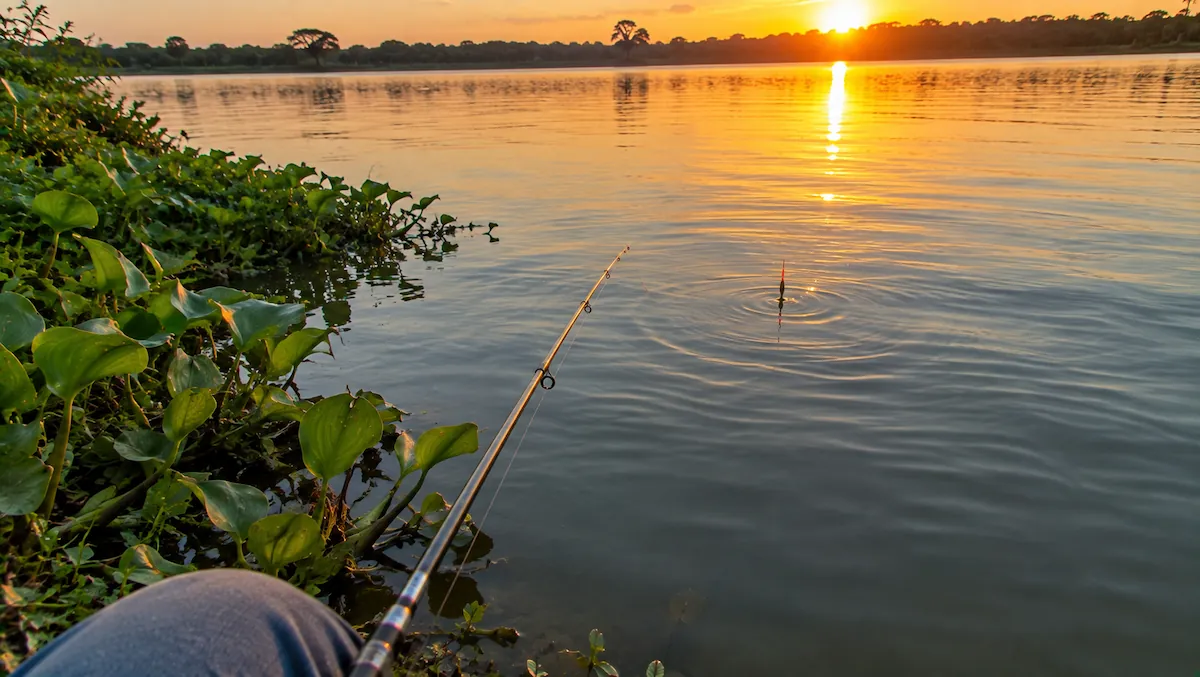 Boia de antena fina afundando de leve no sinal da beliscada da tilápia ao fim da tarde