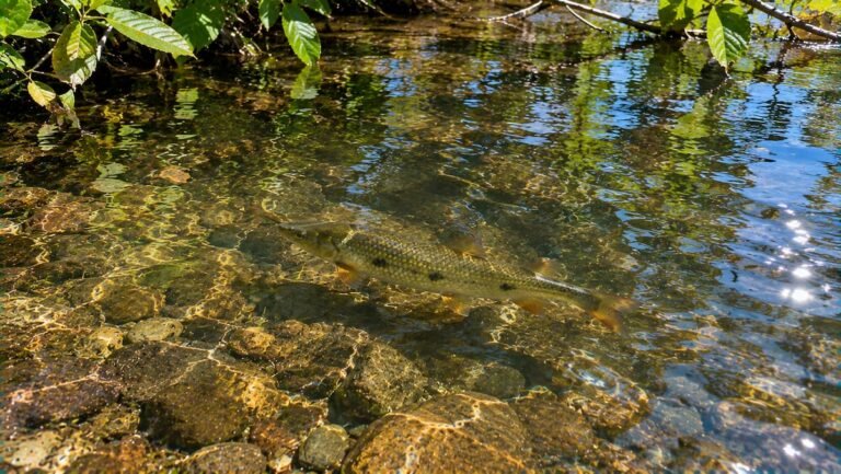 Piau-três-pintas de flanco dourado com três manchas escuras nadando sobre seixos num riacho de água cristalina