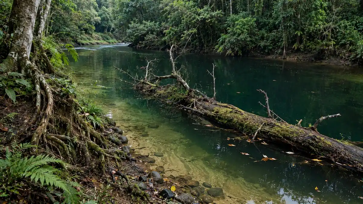 Poço escuro na curva de um rio de mata atlântica, com um tronco podre caído na água e raízes de figueira descendo pelo barranco